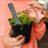 Personalised Slate Plant and Herb Marker